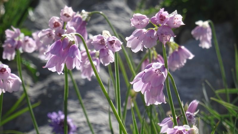 Ail des montagnes en fleurs