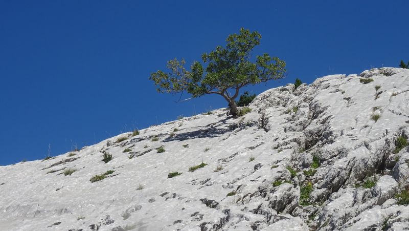 Arbre solitaire sur le lapiaz