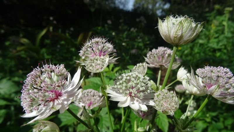 Astrances en fleurs