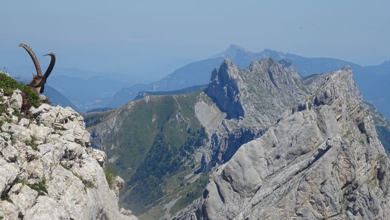 Bouquetin face aux crêtes du Vercors
