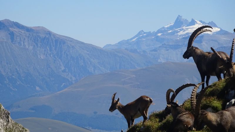 Bouquetins face aux Aiguilles d'Arves