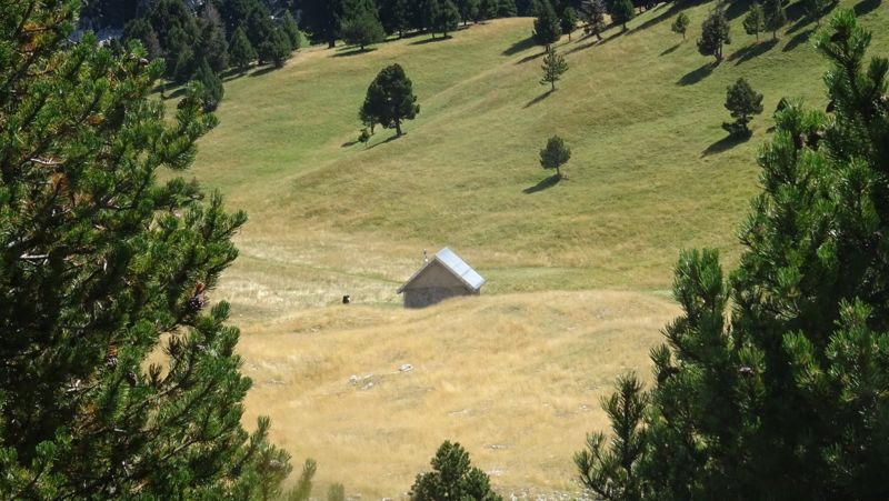 Cabane de berger entre les pins à crochets