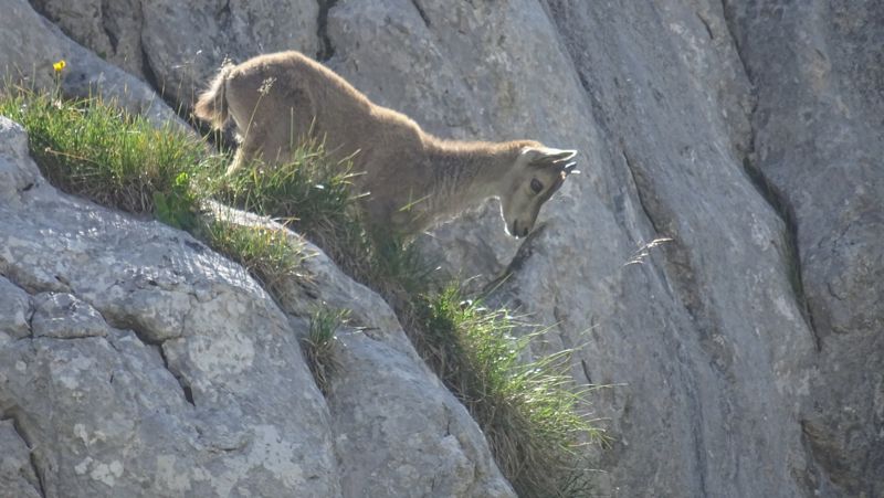 Cabri de bouquetin dans la paroi