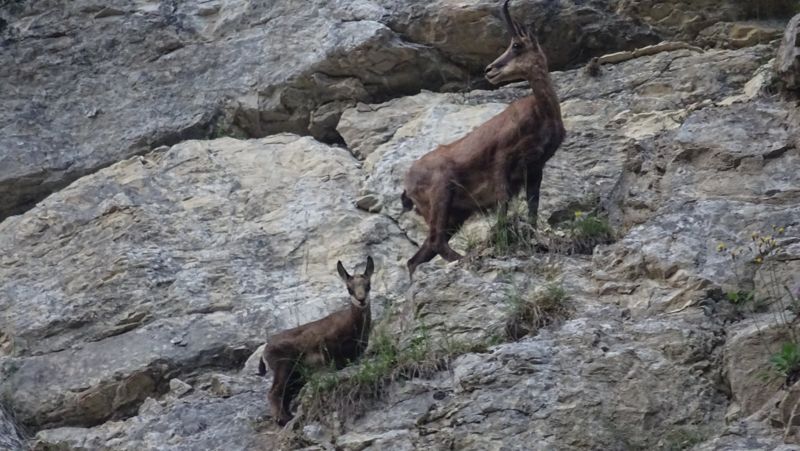 Chamois et son cabri dans les rochers