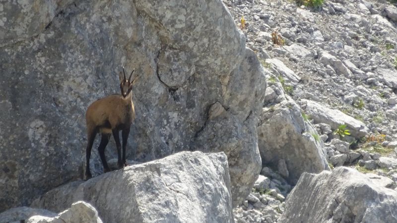 Chamois sur un rocher