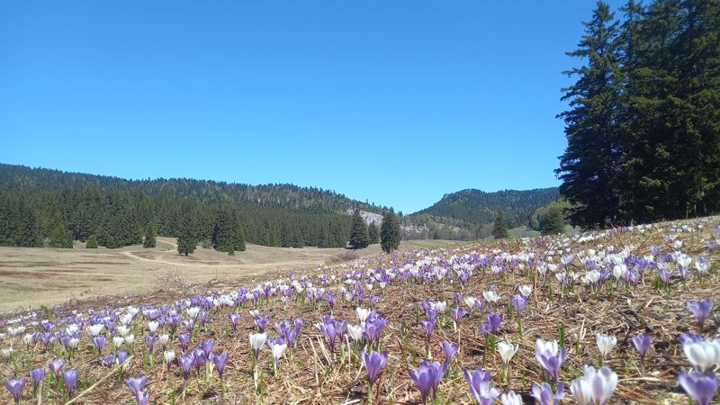 Prairie de crocus