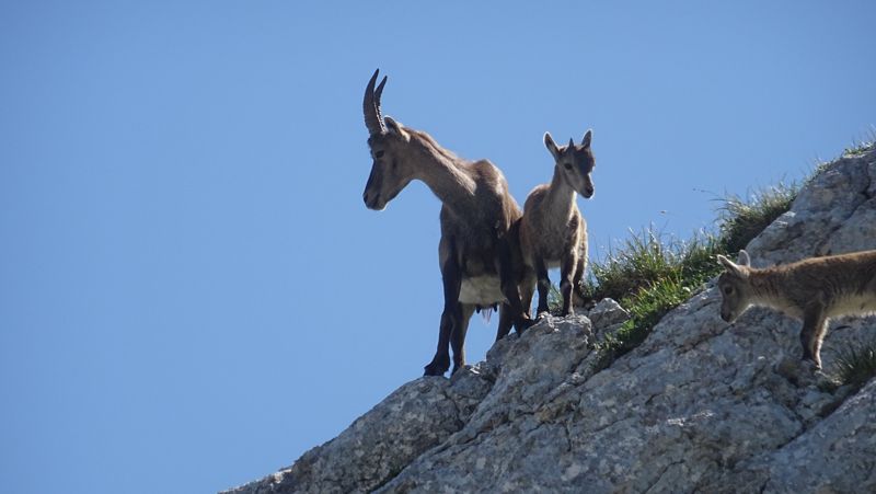 Étagne et cabris sur l'arête