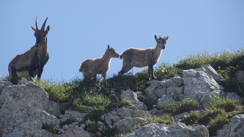 Étagne et deux cabris sur le ciel bleu