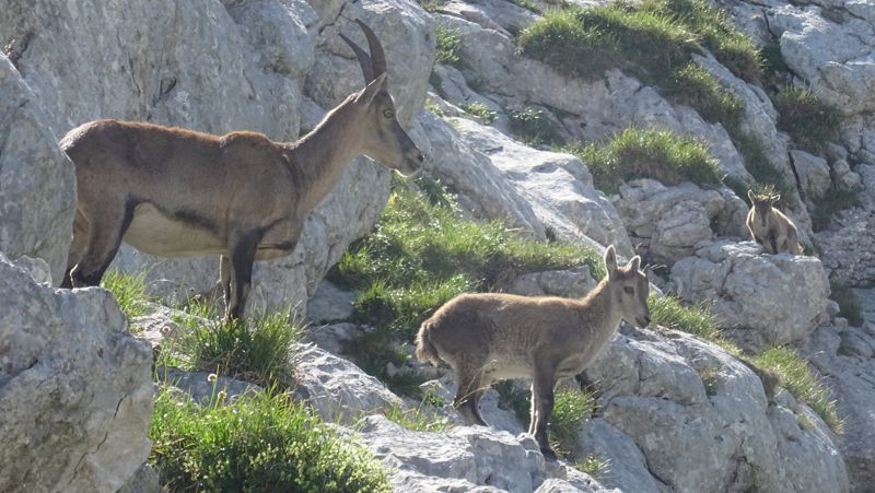 Étagne et deux cabris dans les rochers