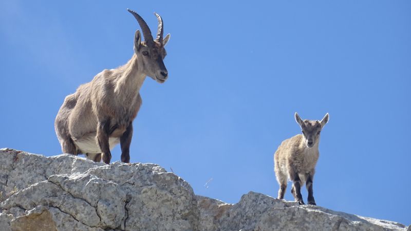 Étagne et son cabri sur le rocher