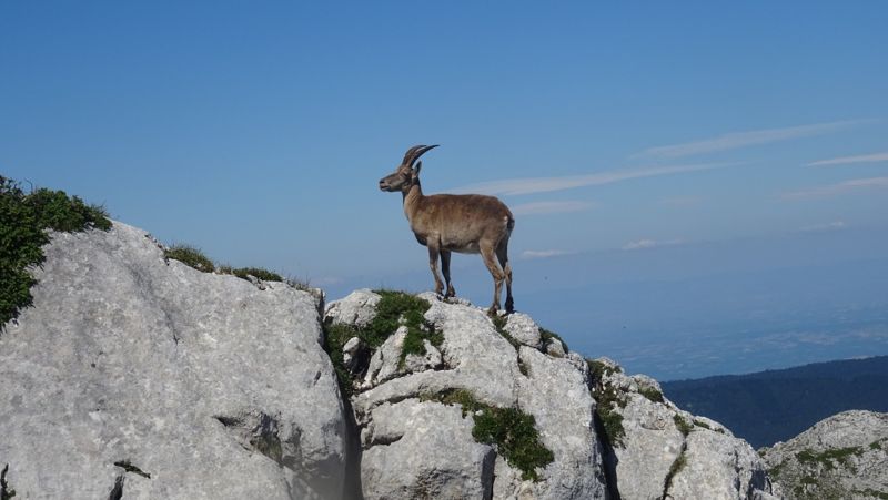 Étagne sur un rocher face à la plaine