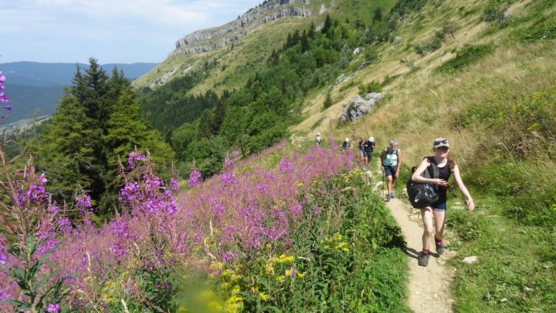 Groupe sur un sentier bordé d'épilobes