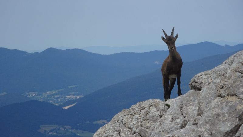 Jeune bouquetin au-dessus des vallées
