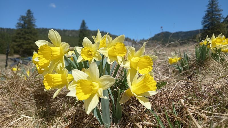 Jonquilles sauvages au printemps