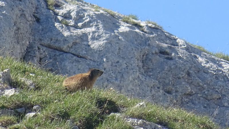 Marmotte dans la pente herbeuse