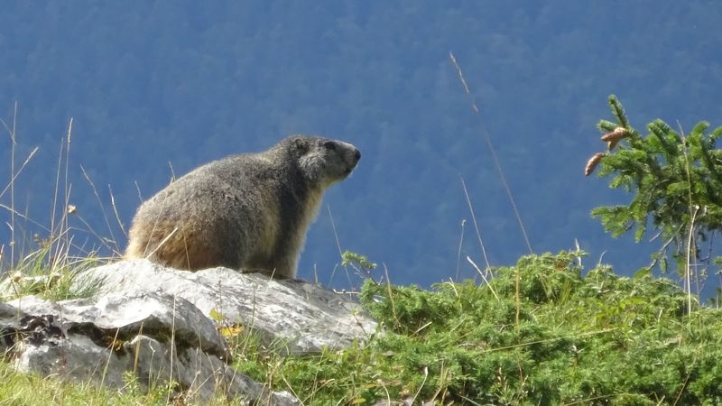 Marmotte au soleil sur un rocher