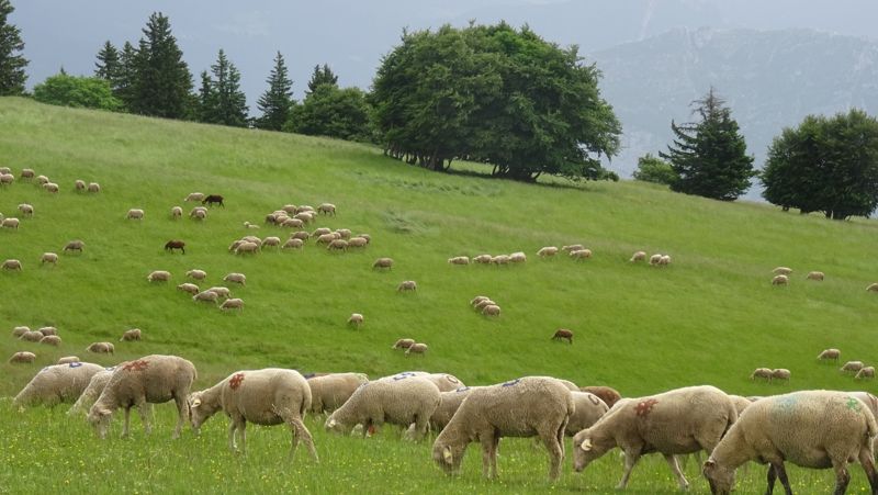 Troupeau de moutons à l'alpage