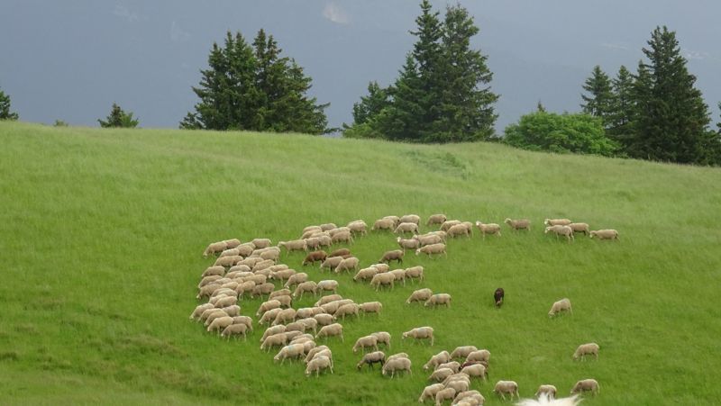 Moutons dans la prairie