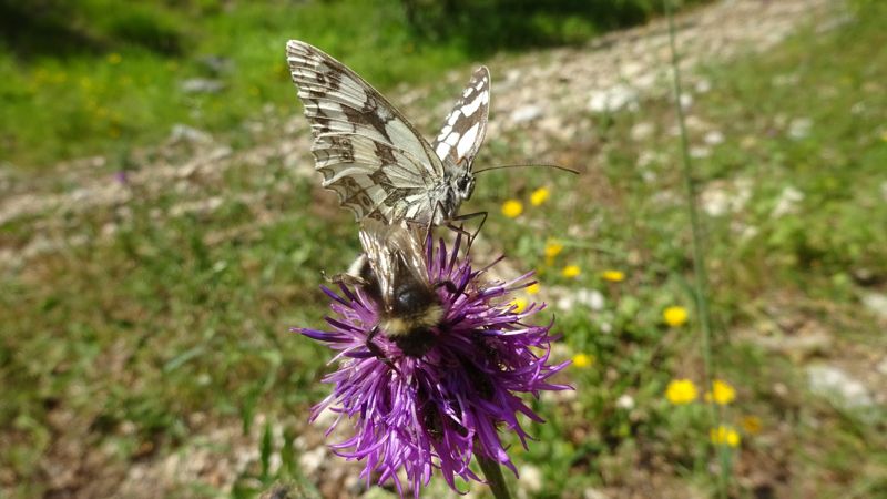Papillon et bourdon sur une centaurée