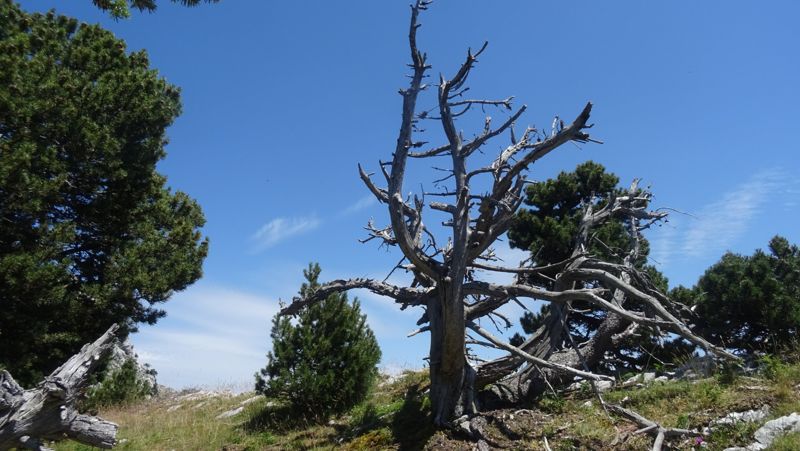 Vieux pin à crochets sur les hauts plateaux