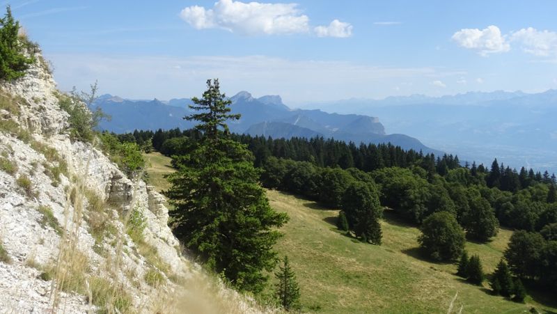 Prairie, sapin et panorama sur les Alpes