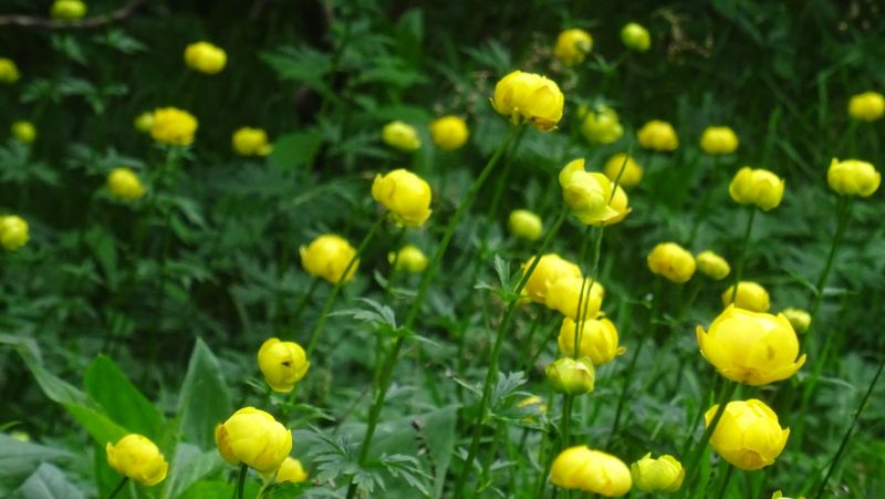 Trolles d'Europe en fleurs