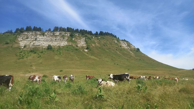 Troupeau de vaches à l'alpage