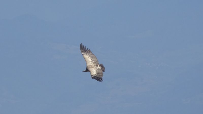 Vautour fauve qui plane