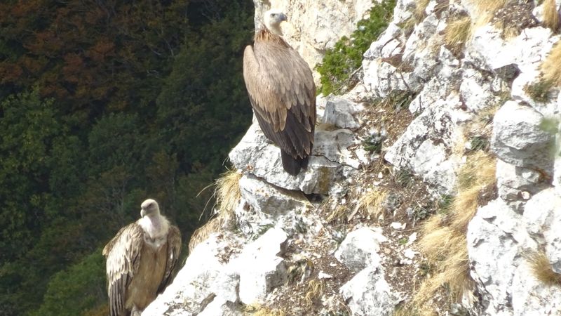 Vautours fauves perchés sur la falaise