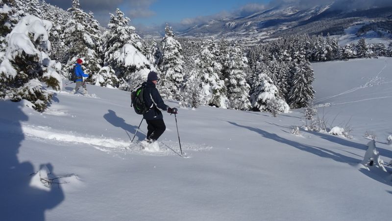 Raquettistes dans la poudreuse entre les sapins