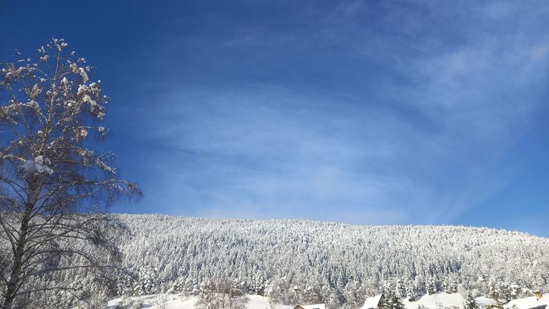 Forêt givrée sous le ciel bleu