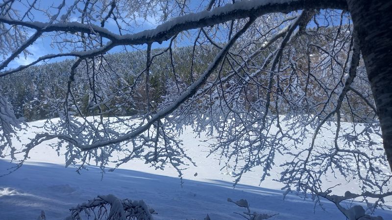 Branches chargées de neige devant la forêt