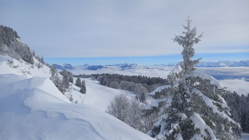 Sapin givré et mer de nuages face aux Alpes