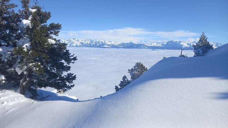 Sapin enneigé face à la mer de nuages et aux Alpes