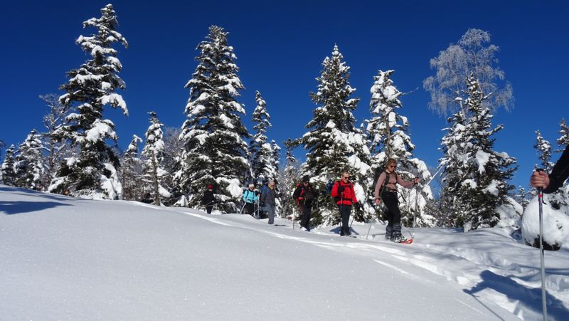 Groupe en raquettes sous les sapins enneigés