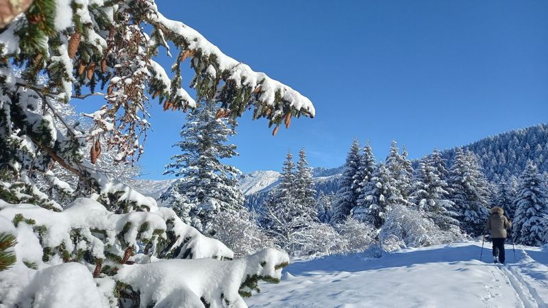 Sapin chargé de neige et randonneuse sur la piste