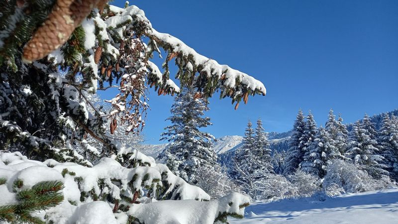 Sapin chargé de neige et de pommes de pin