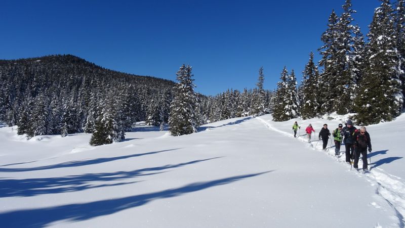 Groupe en raquettes dans la forêt ensoleillée